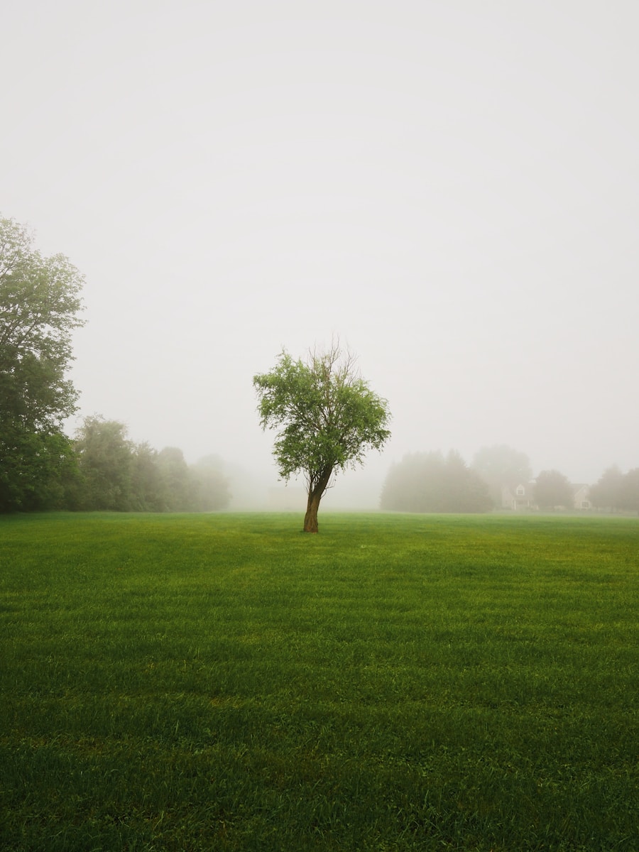 green tree on green grass field during foggy day